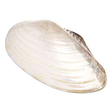 Natural Conch Shell Coral Pearl Mussel Clam Double-sided Large Home Tank Decorations 26-28cm