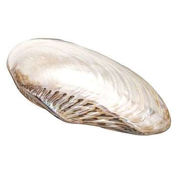 Natural Conch Shell Coral Pearl Mussel Clam Double-sided Large Home Tank Decorations 26-28cm