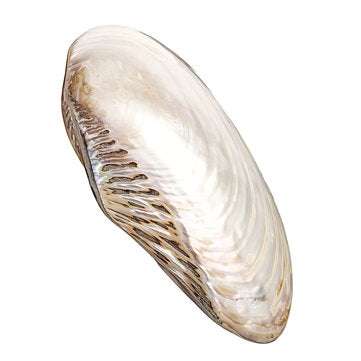 Natural Conch Shell Coral Pearl Mussel Clam Double-sided Large Home Tank Decorations 26-28cm