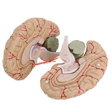 Life Size Human Brain Model w/ Arteries Medical Anatomical Cerebral Model Base Science Teaching 8 Pa