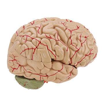 Life Size Human Brain Model w/ Arteries Medical Anatomical Cerebral Model Base Science Teaching 8 Pa