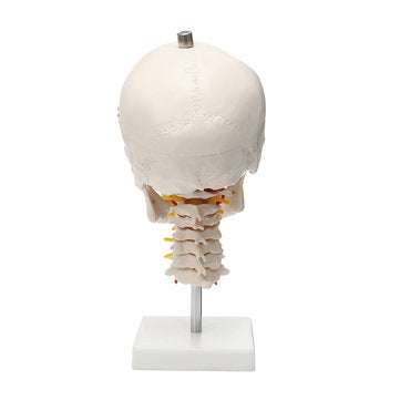 Life Size Human Adult Skull Model Cervical Spine Skeleton Model Anatomy Medical Model