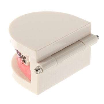 Dental Teeth Malocclusion Orthodontic Model With Full Metal Brackets Hoops Dentist Teaching