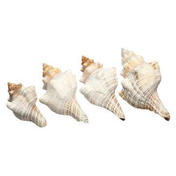 9-20cm Natural Trumpet Sea Shells Conch Snails Home Ornament Decorations  (SIZE: #1)