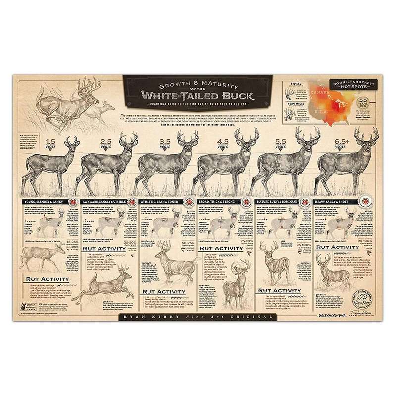 """the Growth and Maturity Of The White-tailed "" Paper Print C"