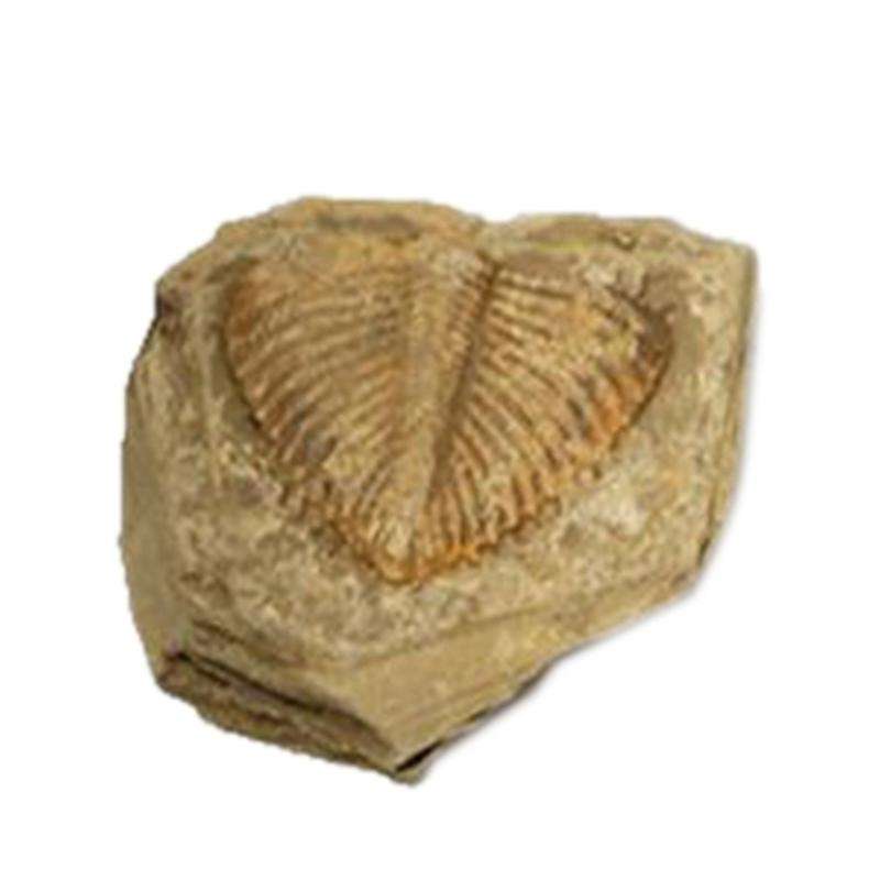 1 PC Natural Trilobite Tail Fossil Ancient Fossils Teaching Specimens Collection