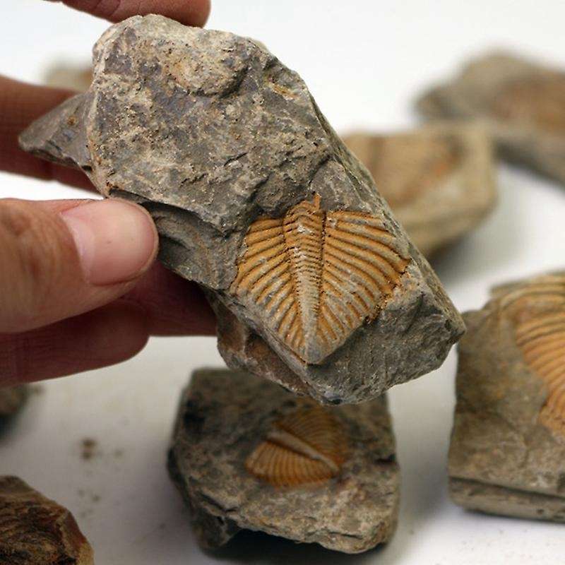 1 PC Natural Trilobite Tail Fossil Ancient Fossils Teaching Specimens Collection