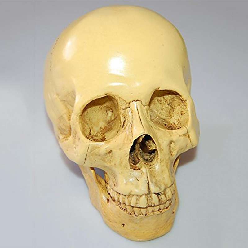 1: 1 Resin Human Skull Anatomical Teaching Decoration Yellow