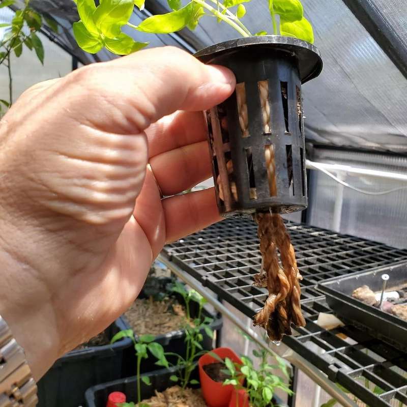 100 Pack 1.77 Inch Net Cups Slotted Mesh Wide Lip Filter Plant Net Pot Bucket Basket for Hydroponics