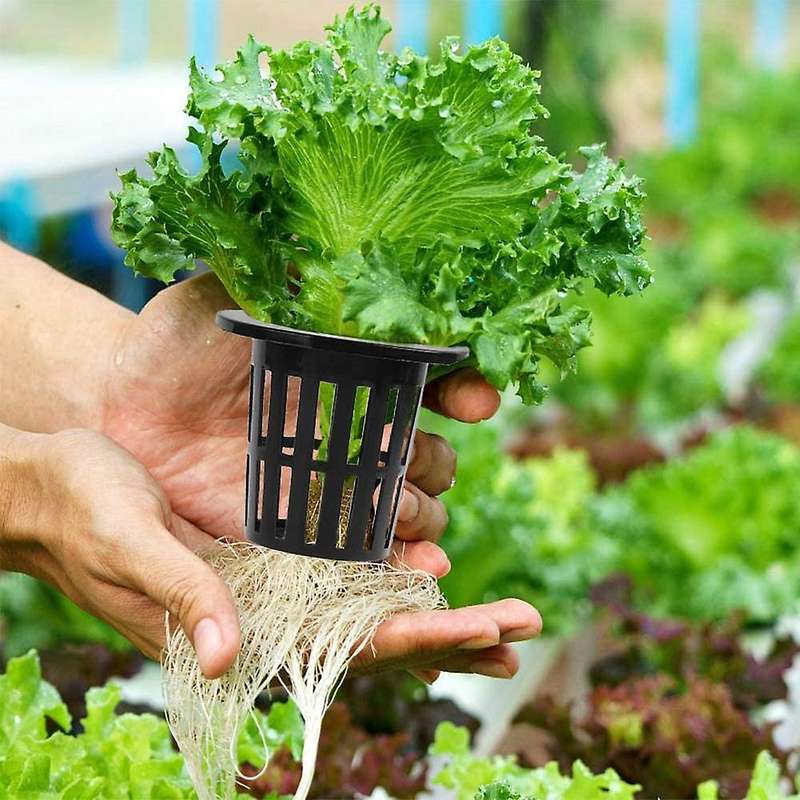 100 Pack 1.77 Inch Net Cups Slotted Mesh Wide Lip Filter Plant Net Pot Bucket Basket for Hydroponics