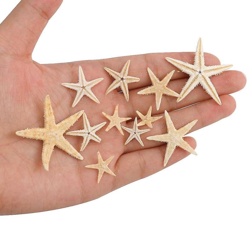 100Pcs Natural Starfish Seashell Beach Craft Natural Sea Stars DIY Beach Wedding Decoration Crafts H