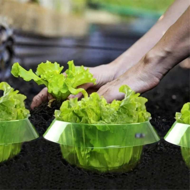 10PCS Protection Vegetables Covers Plant Snail Collar Guard Garden