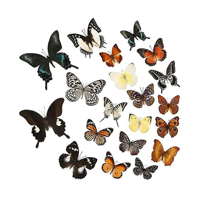 12 Pcs Real Butterfly Specimen - Taxidermy Butterfly DIY CreativeProduction, for Framed Butterfly Sh