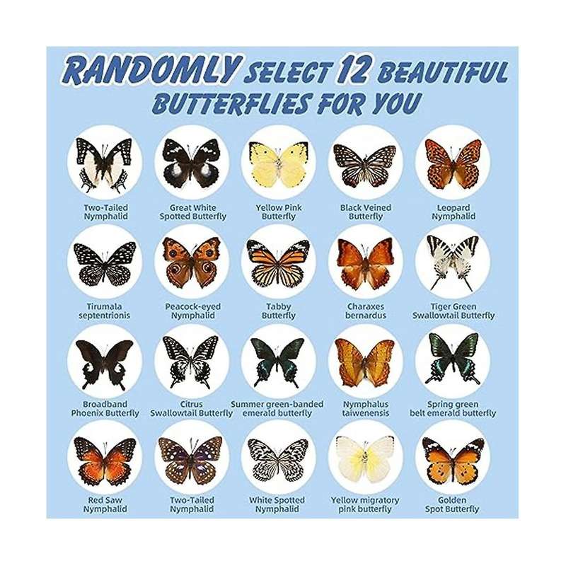 12 Pcs Real Butterfly Specimen - Taxidermy Butterfly DIY CreativeProduction, for Framed Butterfly Sh