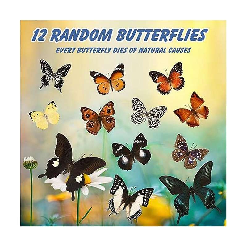 12 Pcs Real Butterfly Specimen - Taxidermy Butterfly DIY CreativeProduction, for Framed Butterfly Sh