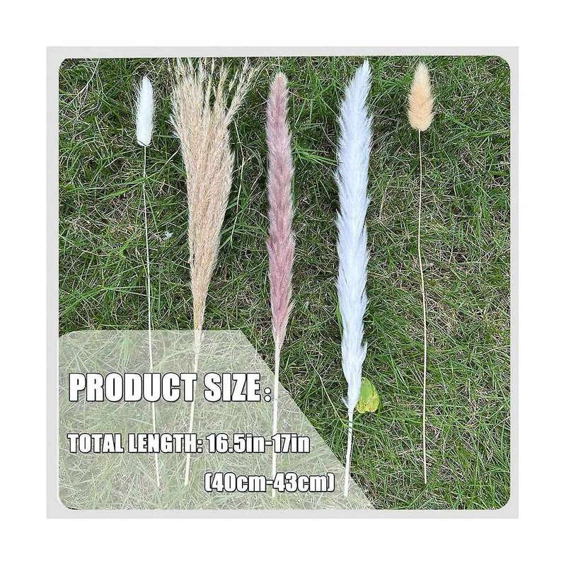 150pcs Pampas Grass Boho Homedecor Dried Flowers-pampas Grass Contains Bunny White Pampas Brown Pamp