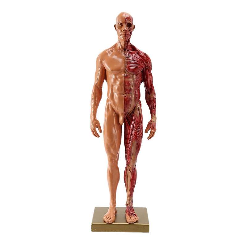 1Pcs 30cm Sculptor Human Body Anatomical Model CG Muscle Skeleton Painting Sculpture Teaching Men's