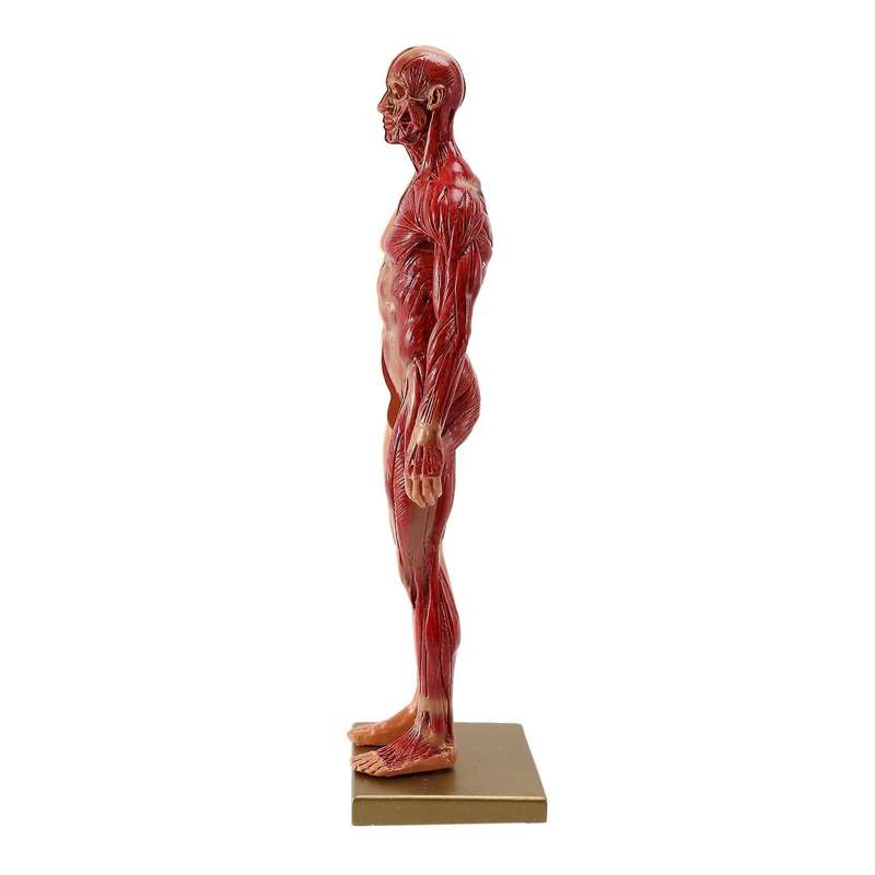1Pcs 30cm Sculptor Human Body Anatomical Model CG Muscle Skeleton Painting Sculpture Teaching Men's