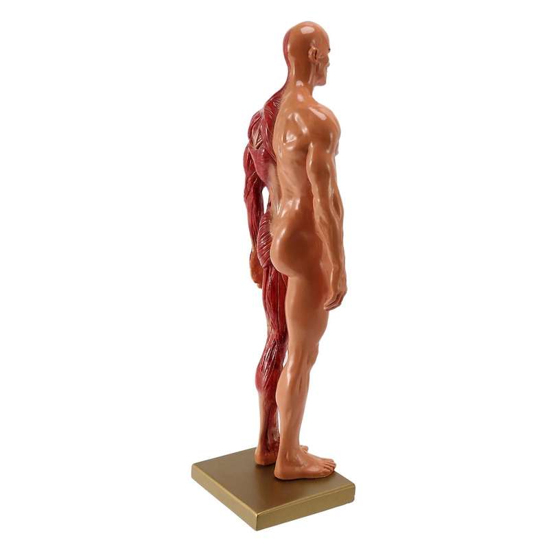 1Pcs 30cm Sculptor Human Body Anatomical Model CG Muscle Skeleton Painting Sculpture Teaching Men's