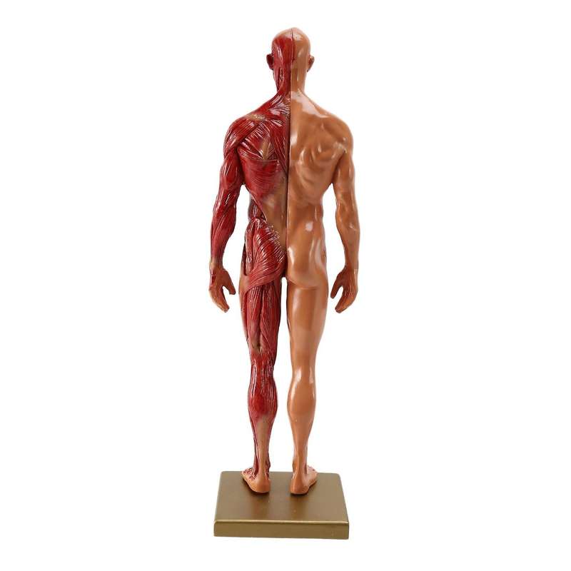 1Pcs 30cm Sculptor Human Body Anatomical Model CG Muscle Skeleton Painting Sculpture Teaching Men's