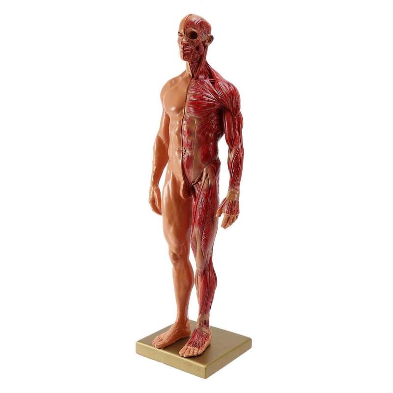 1Pcs 30cm Sculptor Human Body Anatomical Model CG Muscle Skeleton Painting Sculpture Teaching Men's