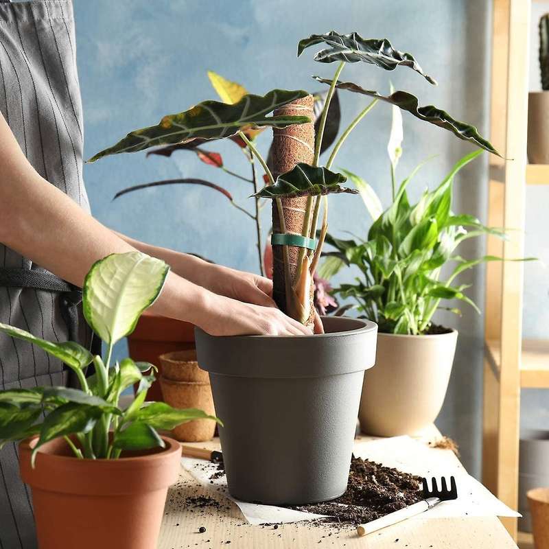 2 Pcs Coir Moss Pole Plant Support Stakes for Indoor Climbing Plants Support with 13 Feet Garden Su