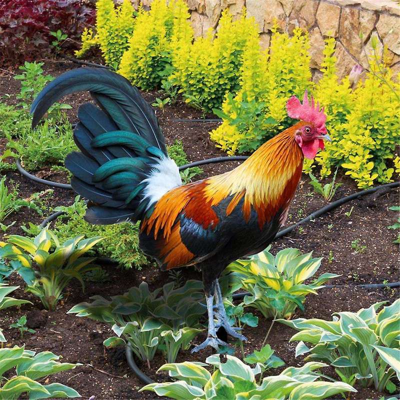 2 Pieces Acrylic Colorful Rooster Lawn Stakes Outdoor Farm Garden Animal Chicken Statues Yard Art De