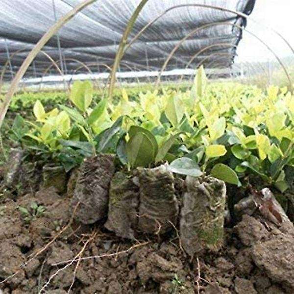 200 PCS Non-Woven Nursery Bags Degradable Plants Grow Bags Fabric Seedling Pots Home Garden Supply (