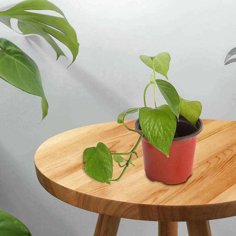 200Pcs 4 inch Plastic Flower Seedlings Nursery Supplies Planter Pot
