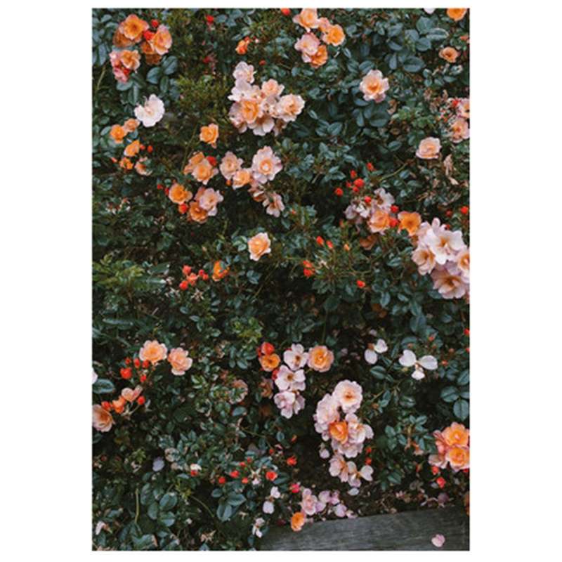 Fashion Poster Rose Flower Feather Nordic Style Wall Art Print Canvas Modern Painting Living Room De