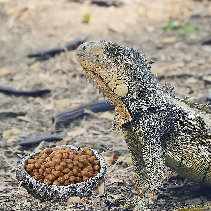 2 Pieces Reptile Water and Food Bowls Feeder for Leopard Reptile