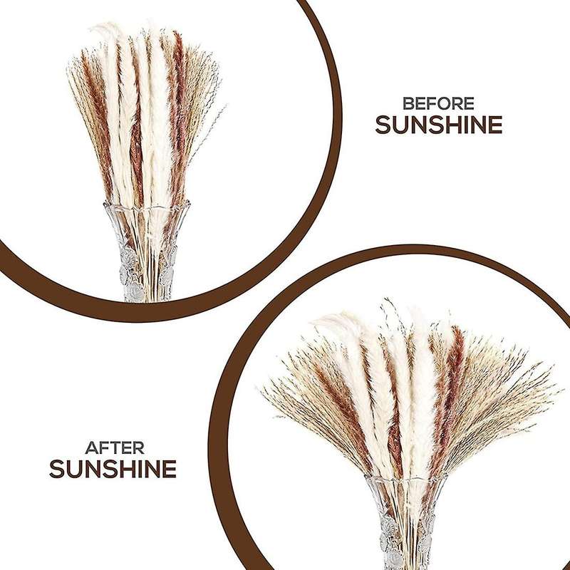 60pcs Natural Pampas Grass Stems 17 Inch for Bedroom, Living Room