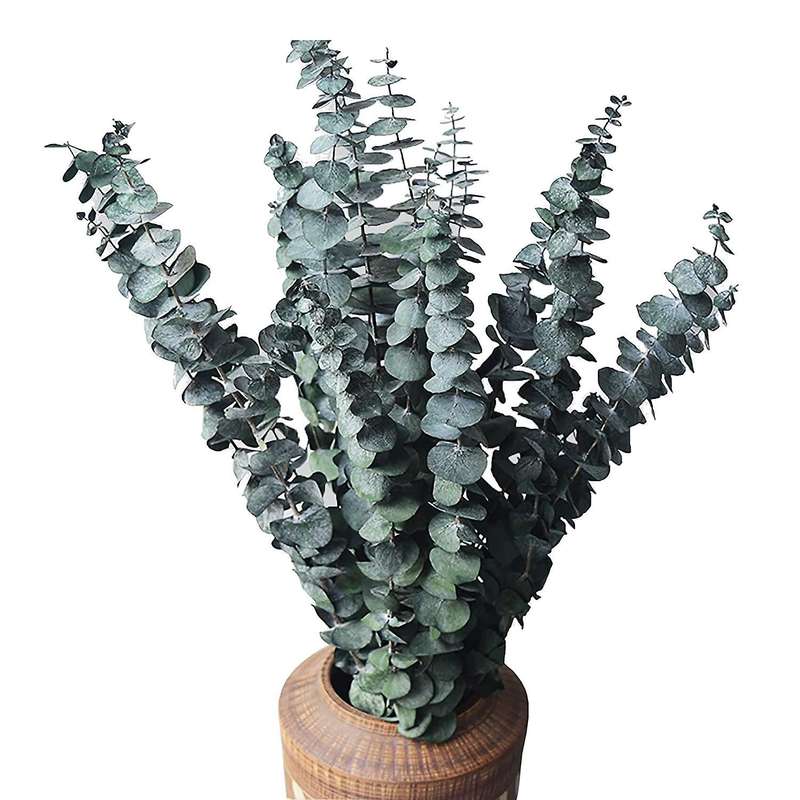 10pack Natural Dried Eucalyptus Bundle,preserved Fresh Eucalyptus
