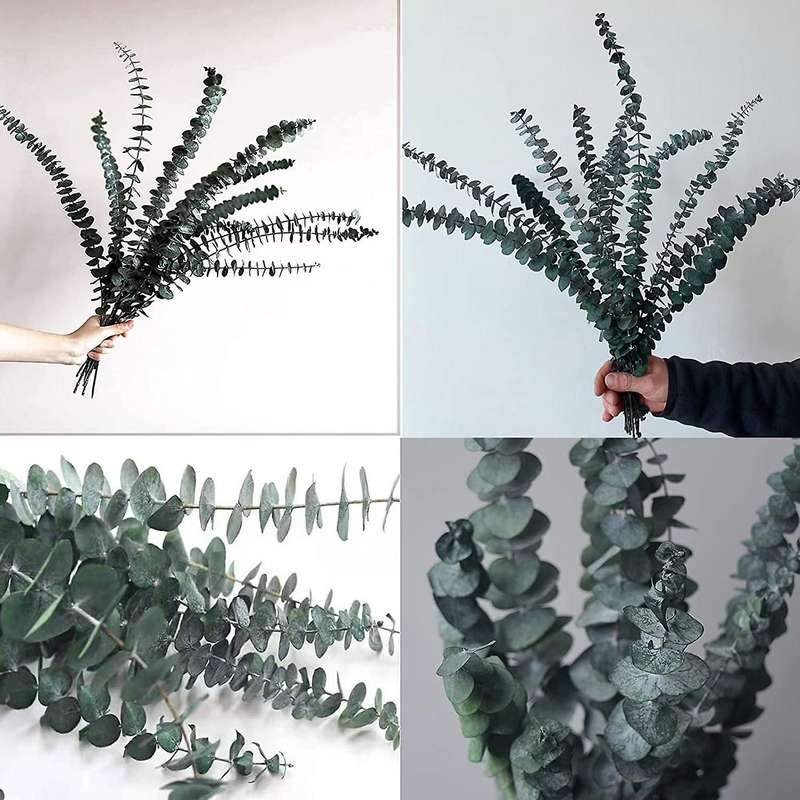 10pack Natural Dried Eucalyptus Bundle,preserved Fresh Eucalyptus