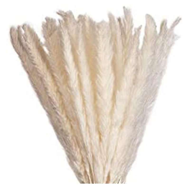 Elegant Dried Flowers with High-quality Pampas Grass Decoration
