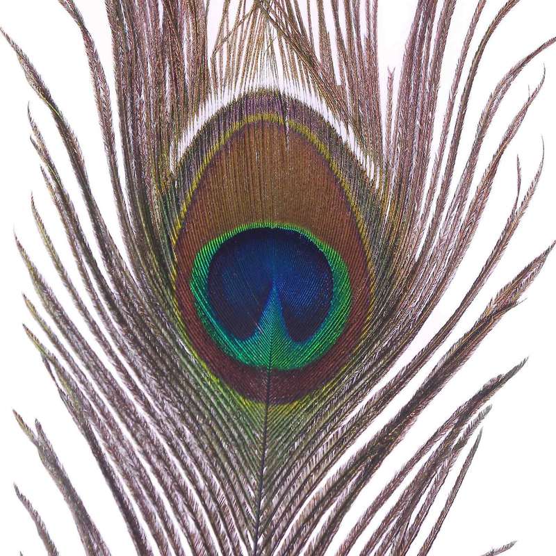 Pack Of 25pc Natural Peacock Feathers 10-12''