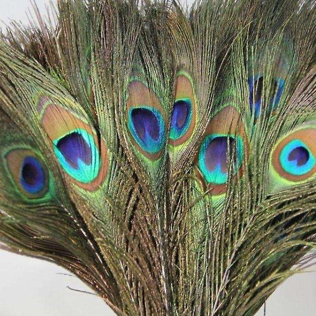 Pack Of 25pc Natural Peacock Feathers 10-12''
