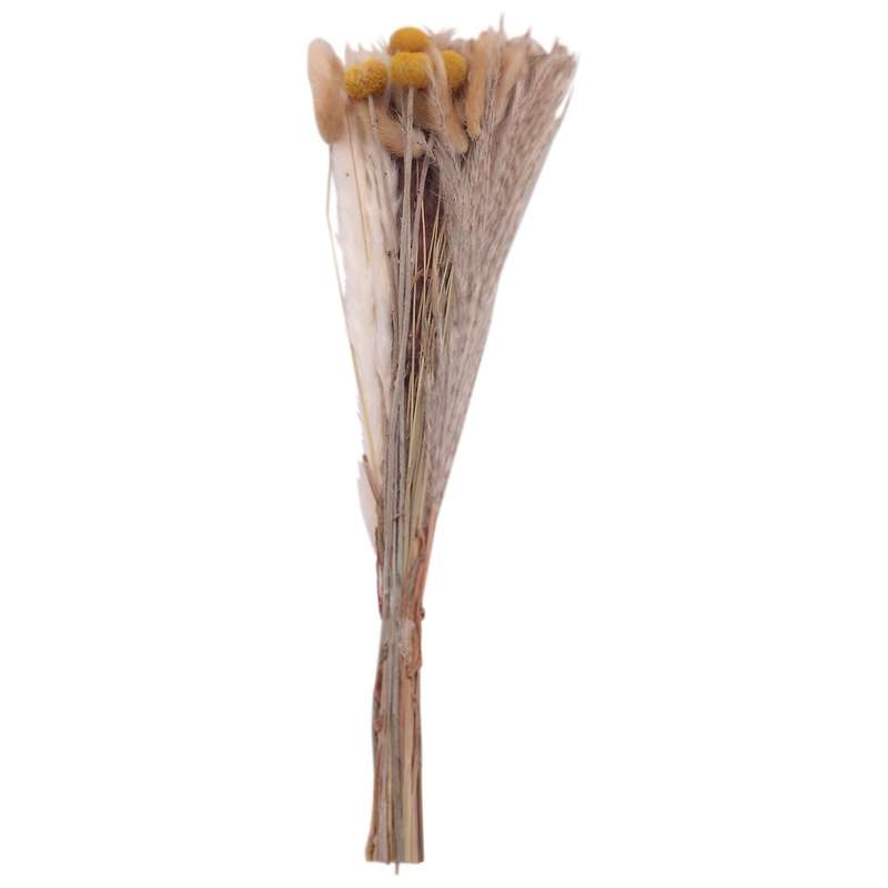 Pampas Grass Dried Dried Flowers Pampas Grass Decoration Natural