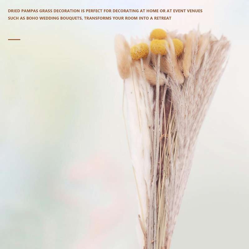 Pampas Grass Dried Dried Flowers Pampas Grass Decoration Natural