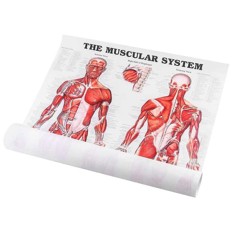 Brain Anatomy Poster, 2 Pack Laminated Human Brain Chart, Muscle