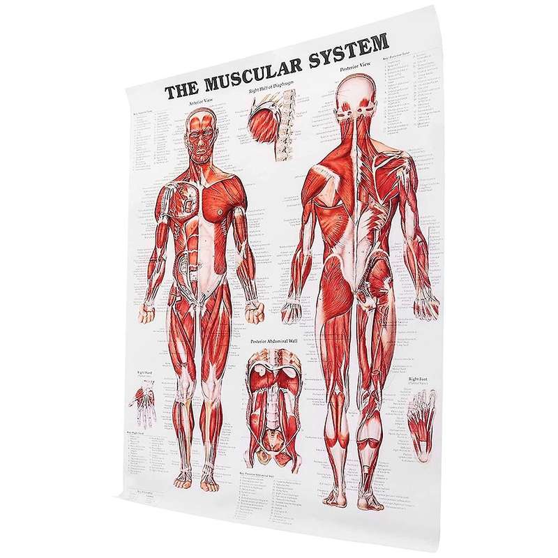 Brain Anatomy Poster, 2 Pack Laminated Human Brain Chart, Muscle