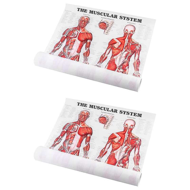 Brain Anatomy Poster, 2 Pack Laminated Human Brain Chart, Muscle