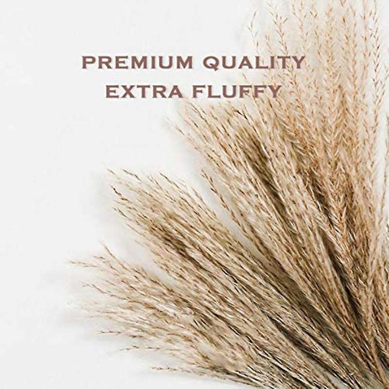 Dried Pampas Grass Phragmites Large Natural (tan, 17)