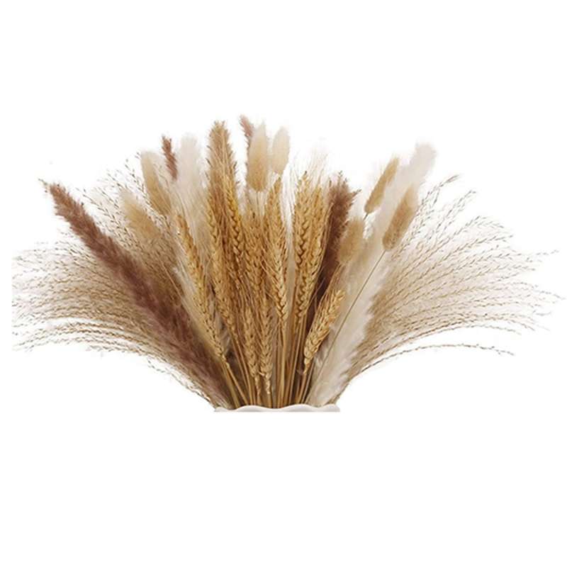 Pampas Grass Dried Lagurus Dried Reed Grass Dried Flower Decor