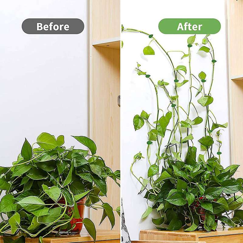 100 Pcs Plant Climbing Wall Fixture Clips Wall Fixer Wire Fixing Snap