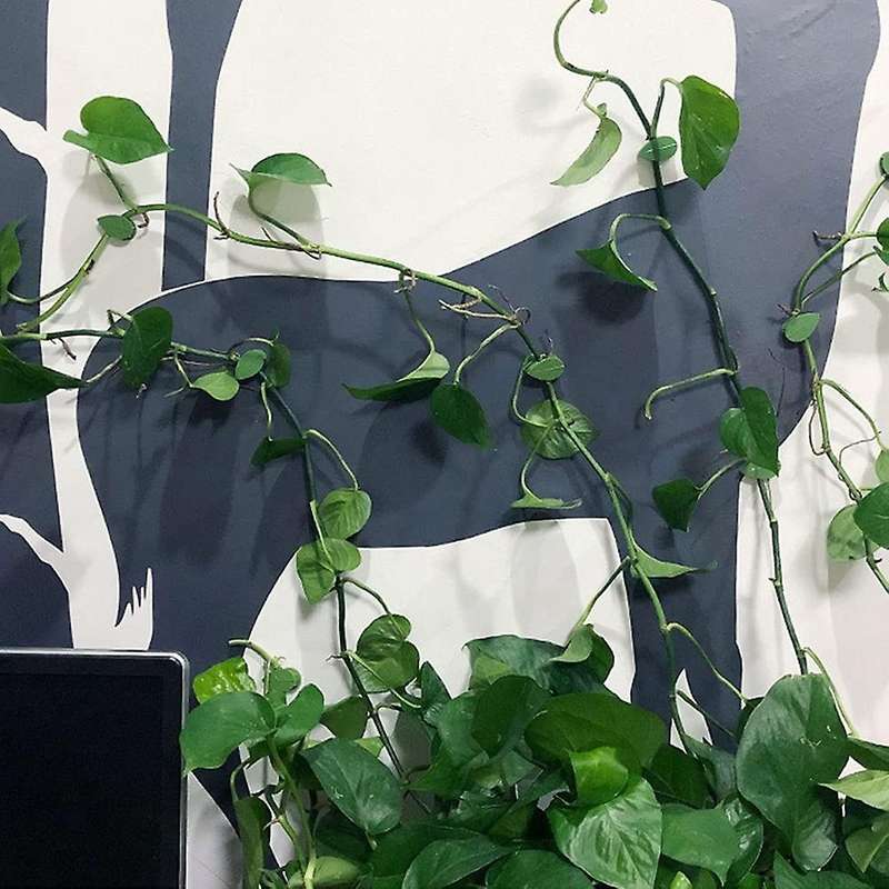 Plant Climbing Wall Fixture Clips 60pcs Invisible Vines Fixing Clips