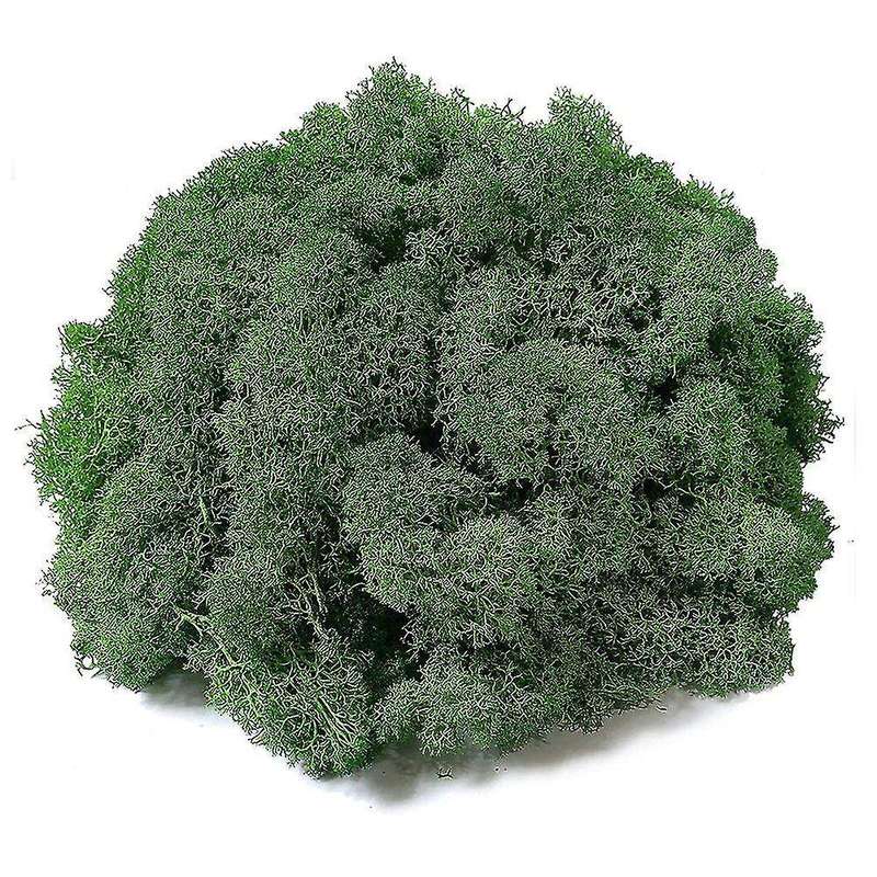 Preserved Reindeer Moss for Terrarium Supplies, Wall Art(450ml,green)