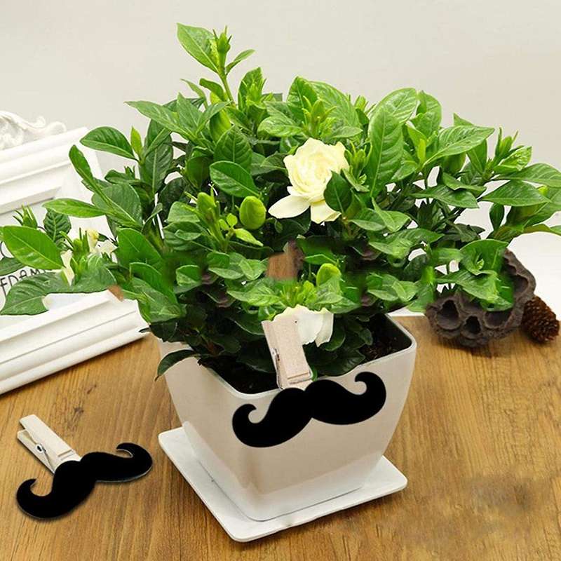 50 Pcs Wood Clips for Hang Pictures Display Home Decoration Diy Art