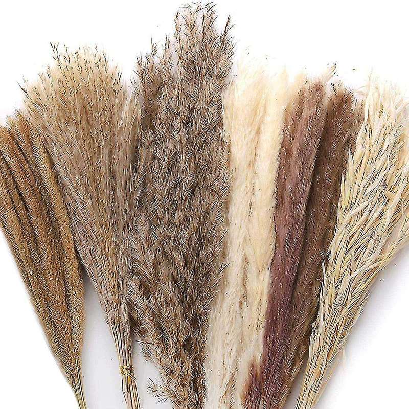 75 Pcs Dried Pampas Grass, Dried Bunny Tail Grass Bouquet
