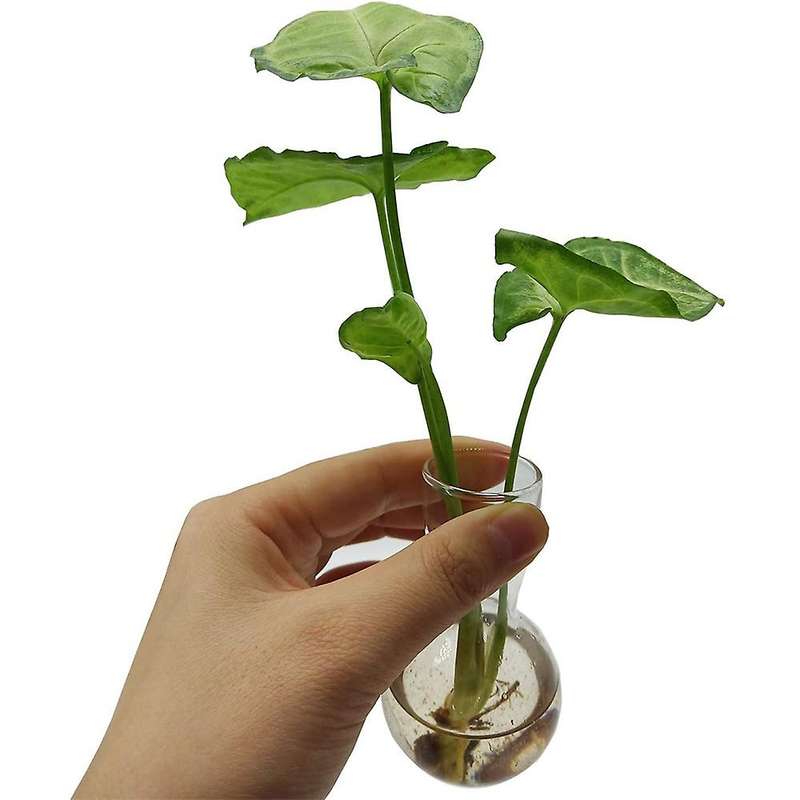 Desktop Plant Terrarium with Wooden Stand 3 Bulb Vases Glass Planter